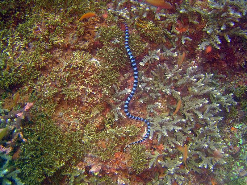 Sea Krait 